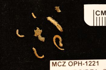 Media type: image;   Invertebrate Zoology OPH-1221